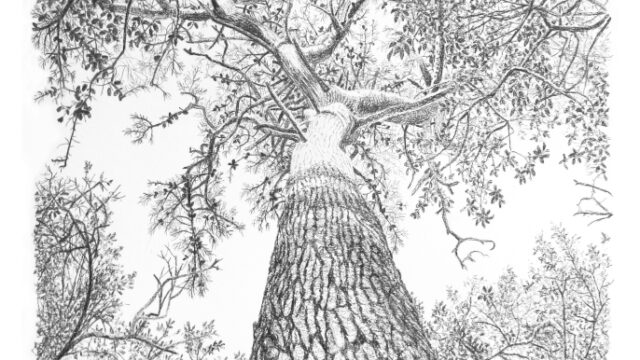 Arbres109.Fredericjammesjpg