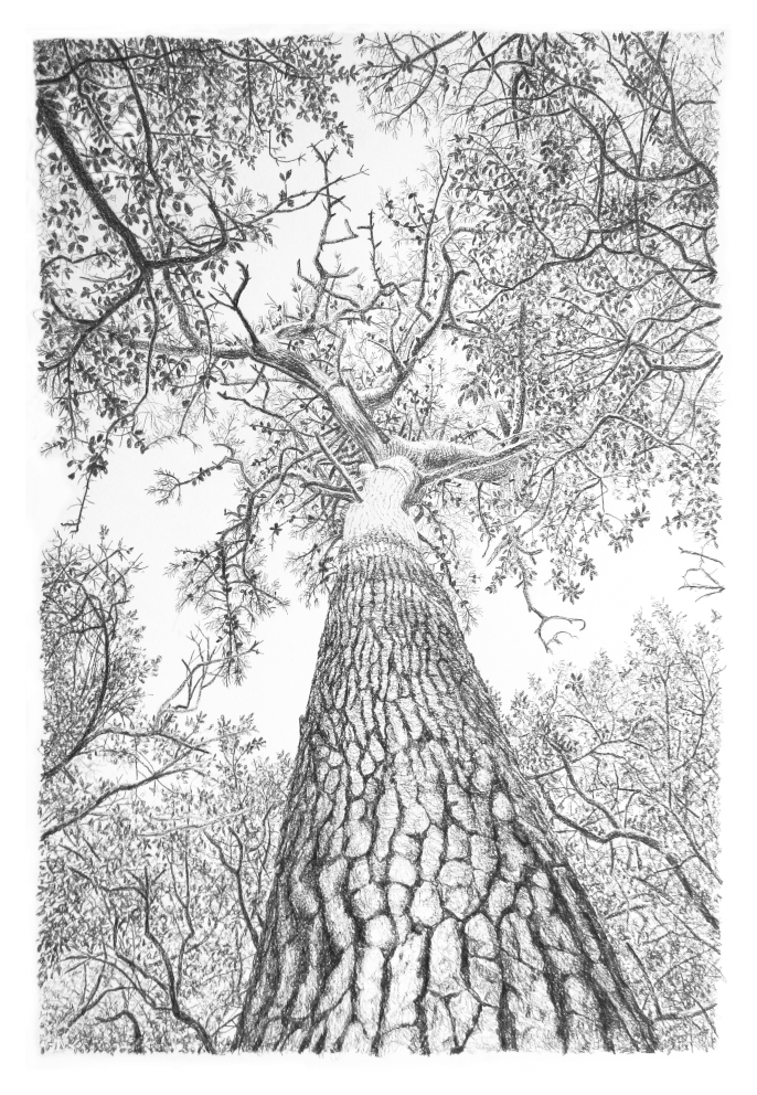 Arbres109.Fredericjammesjpg